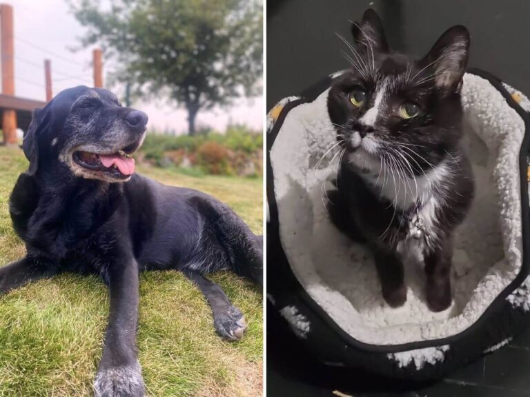 how aging changes a pet’s body and behavior