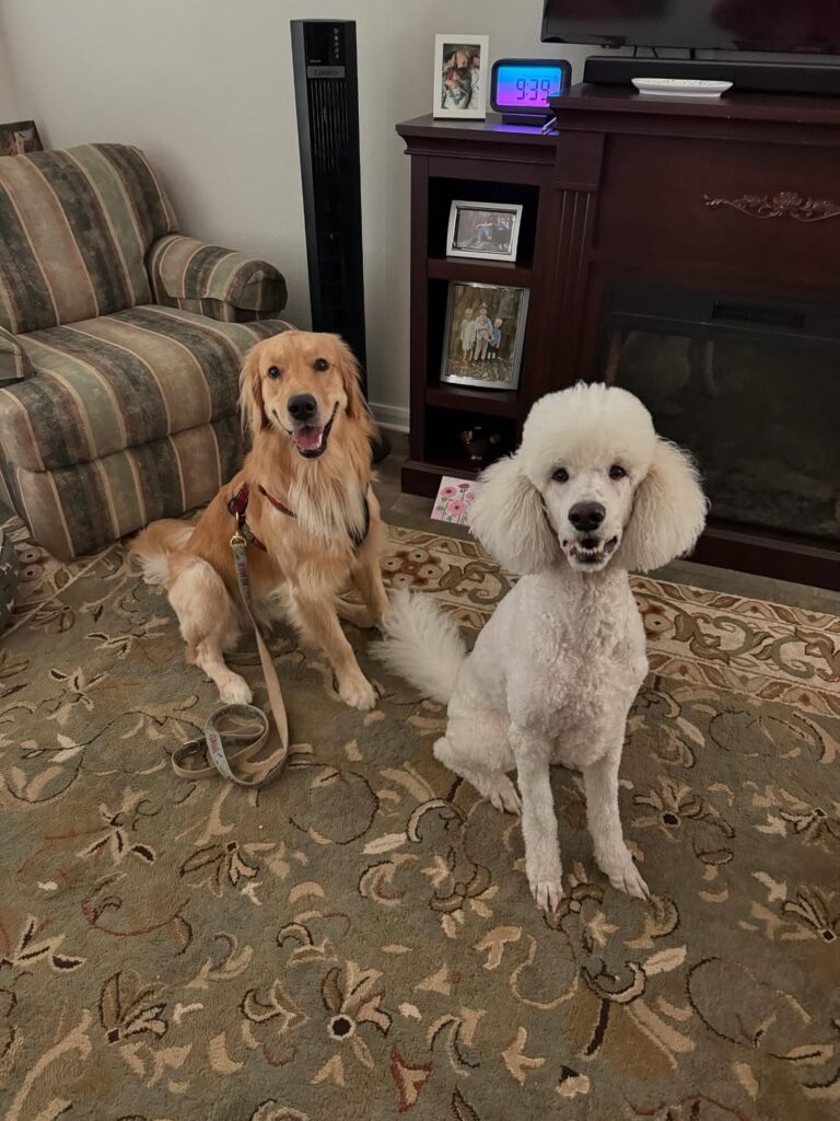 Instagram@sawyertheservicedog