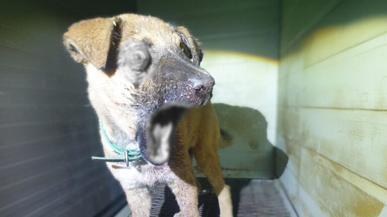 himtchan rescue story