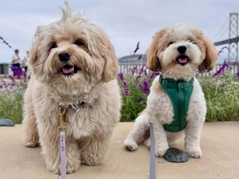 responsible pet ownership