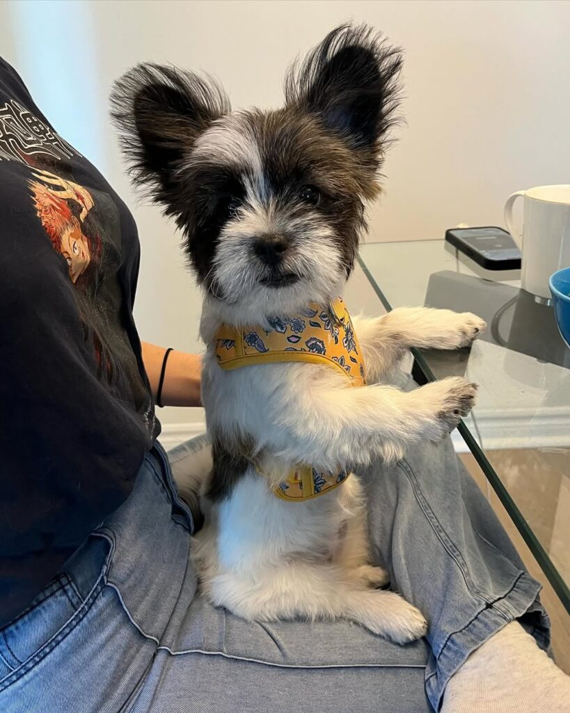 Image source: Instagram@benjytzu