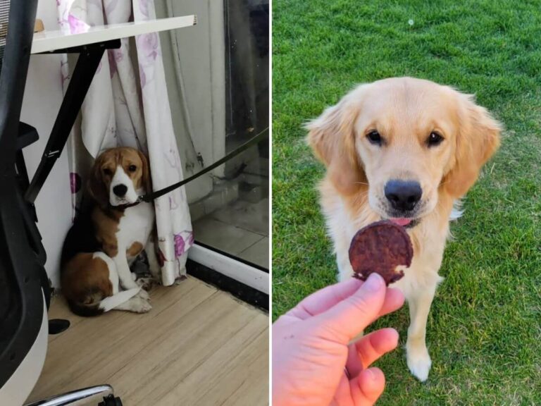 teach pets good habits without punishment