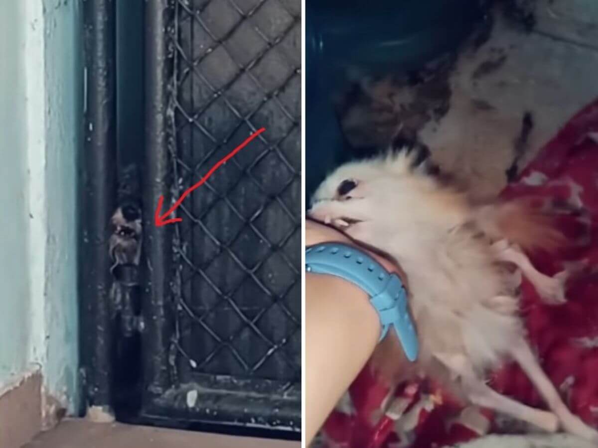 three dogs rescue story