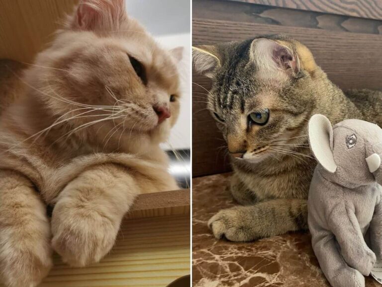 why cats suddenly avoid you