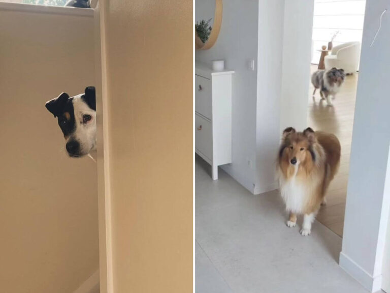 why dogs follow you everywhere