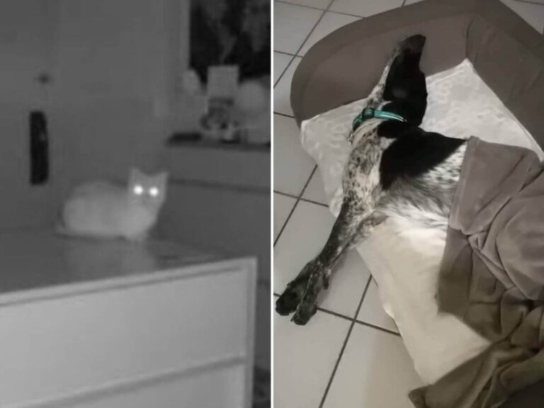 why pets act differently at night