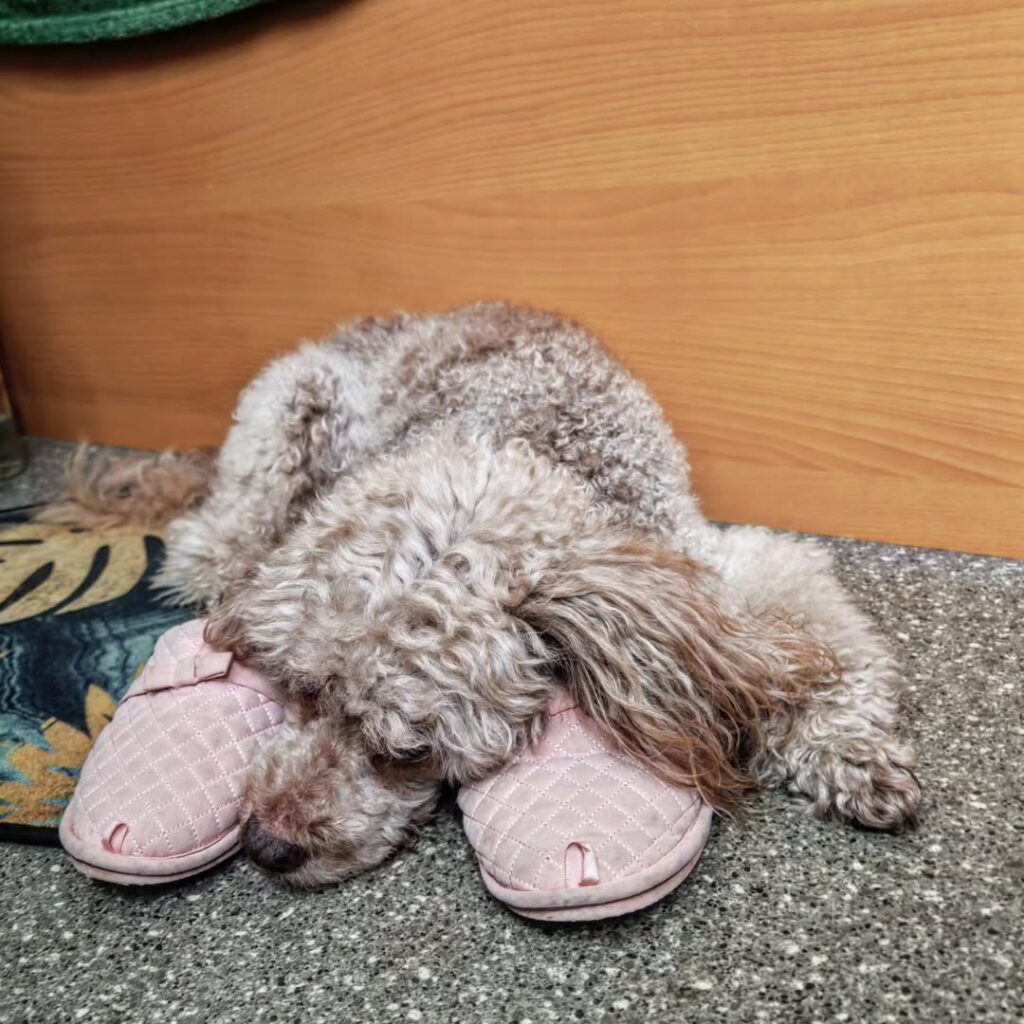 Image source: Instagram@cloudzub