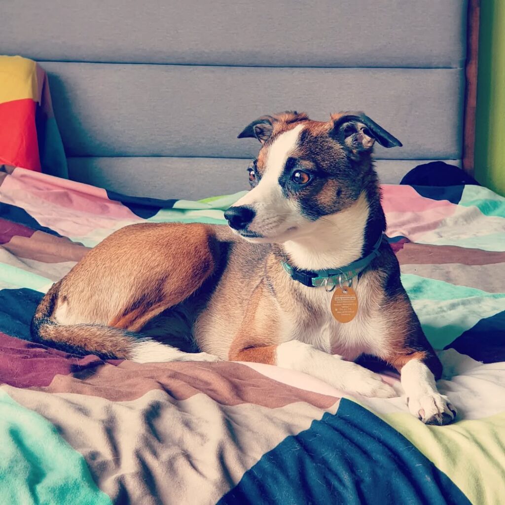 training tips for first time pet pwners