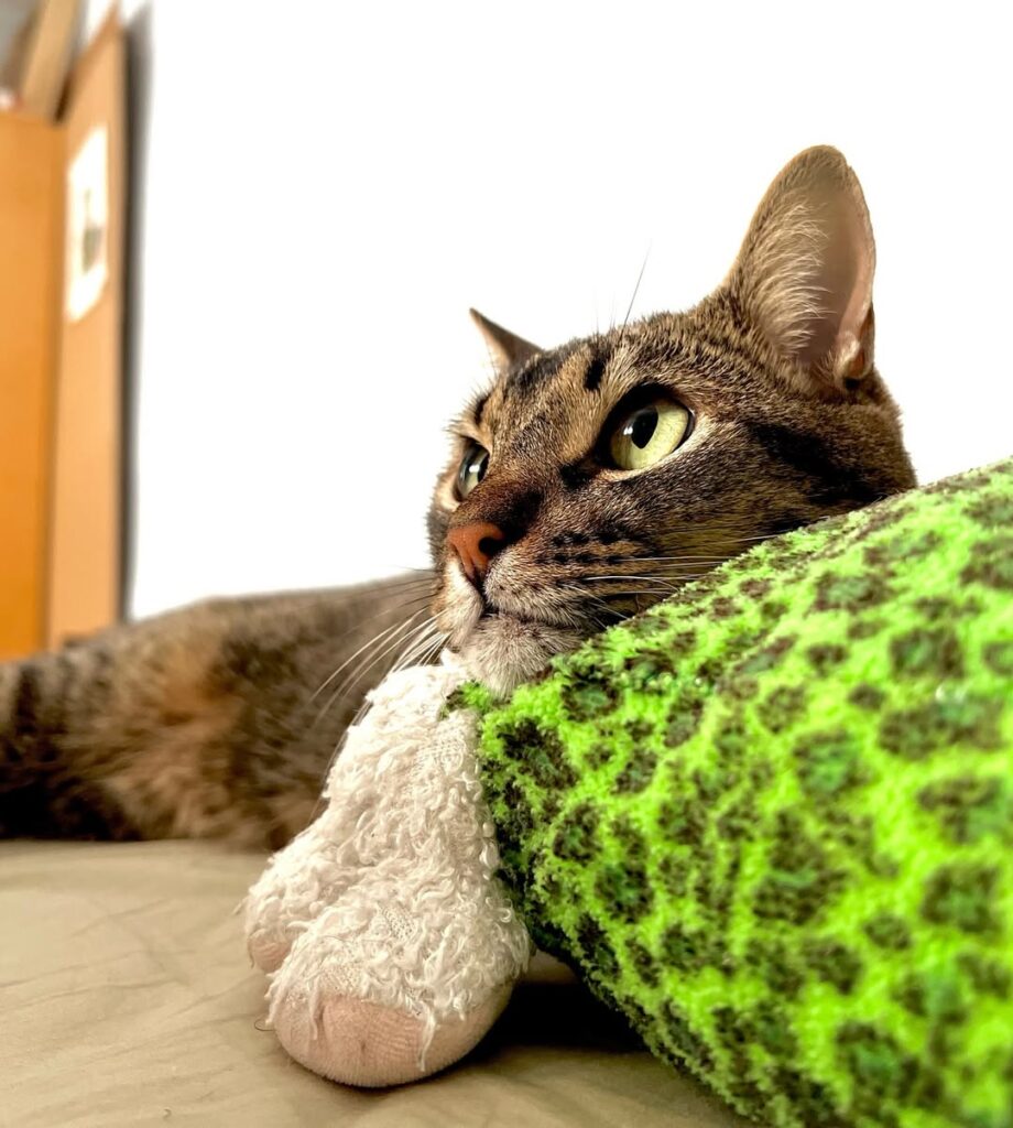 Image source: Instagram@gatoherreragutierrez