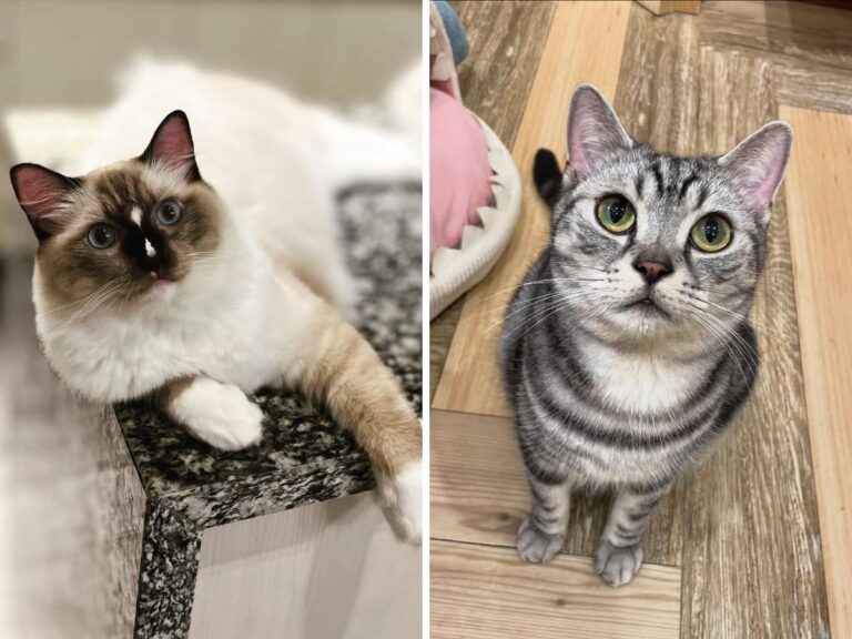 Best Cat Breeds for First-Time Cat Owners: What Actually Makes a Cat Easy to Live With