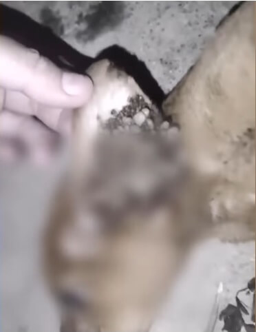 Almendra's condition when found