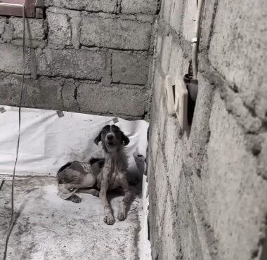 Ayana barking seeing the rescuers