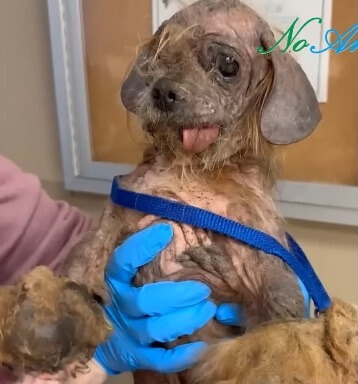 Freddy's condition when he was found