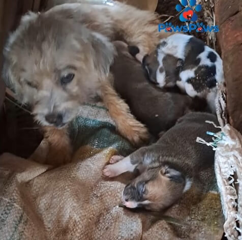 How Babi and her puppies were found