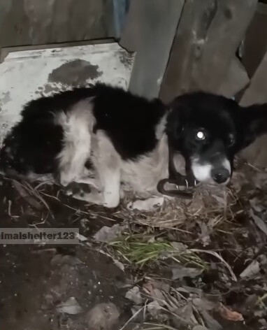 How Betchkin was found