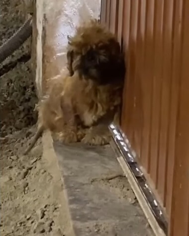 How Canila was found