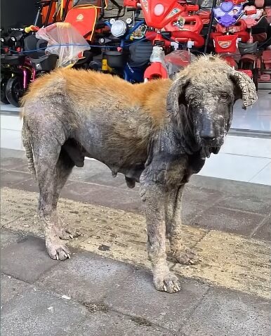 How Charlie was found