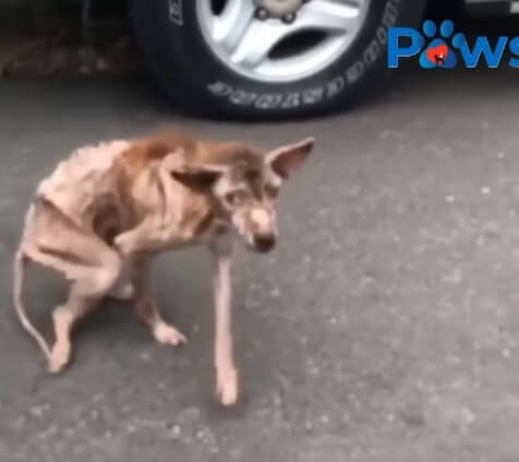 How Charlie was found