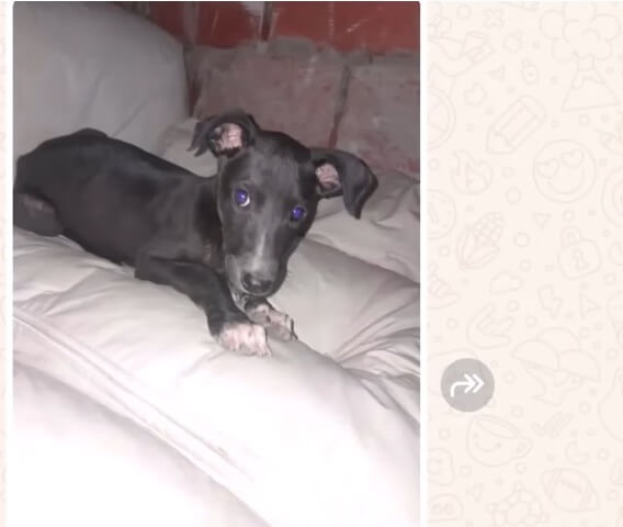 How Coquito was found