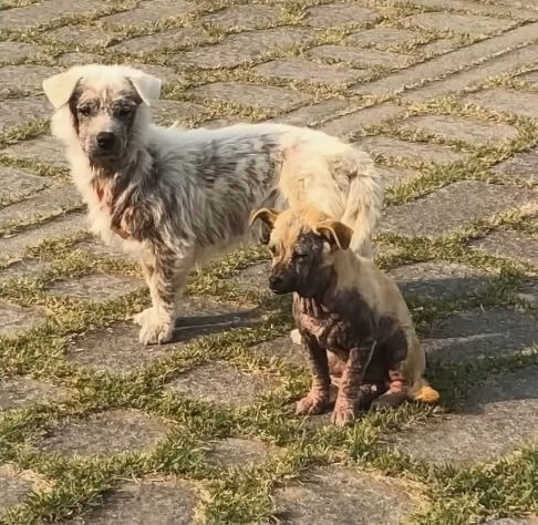 How Eundong (white) and Geumdong (brown) were found