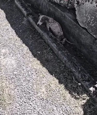 How Veranetto was found