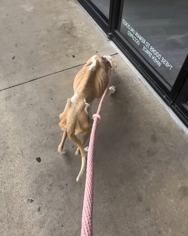 Opal's condition when she was found