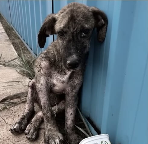 Pedrinho was found like this