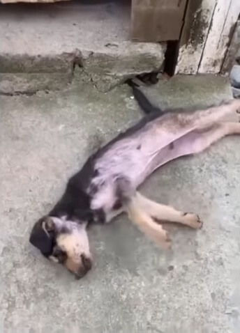 Toninio suffered seizure