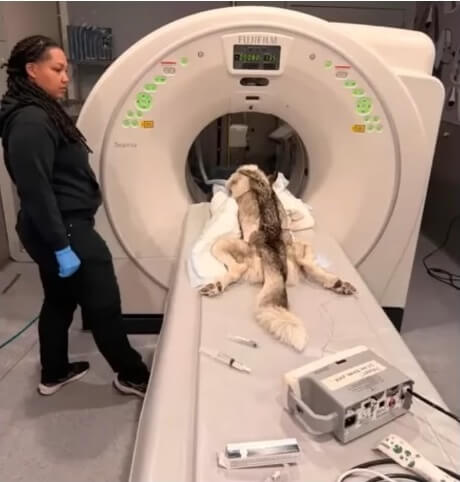 Wolf getting his CT scan