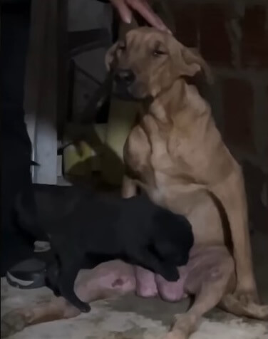 Allison and her 6 scared puppies