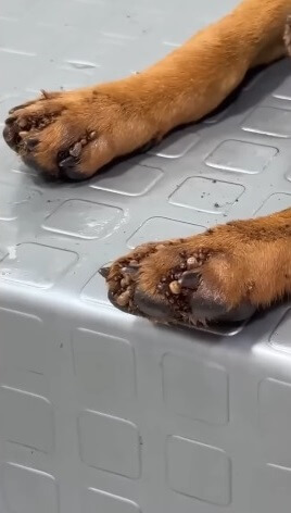 Almendra in the vet clinic