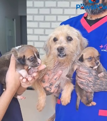 Babi and her 2 puppies in the vet clinic