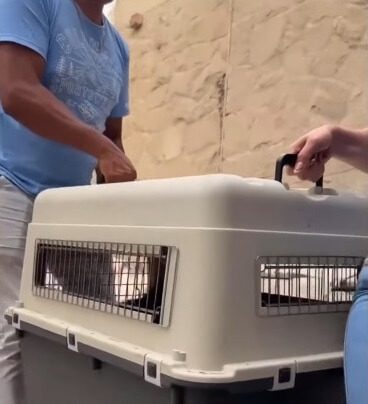 Bastian on his way to the vet clinic