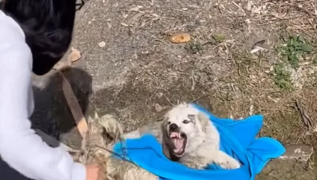 Blanca became defensive