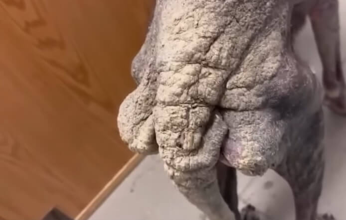 Canelo's skin was inflamed, fragile, and easily irritated