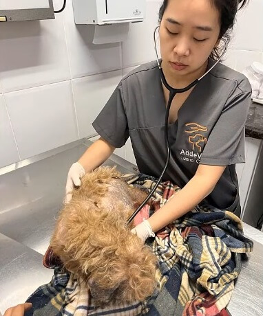 Canila in the vet clinic