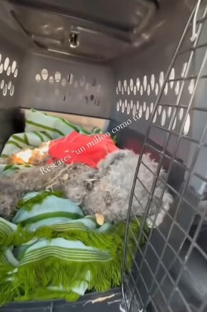 Chiquihuite rushing to the vet clinic