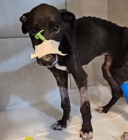 Coquito in the vet clinic