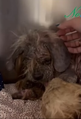 Freddy in the vet hospital