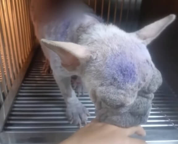 Frenchy in the clinic