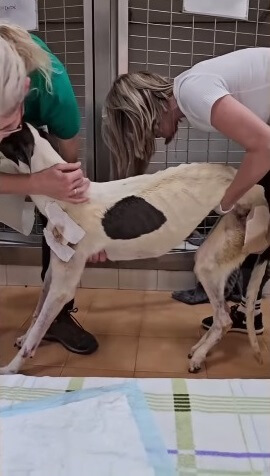 Gaviota in the clinic