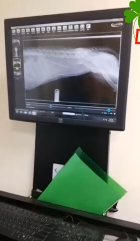 Glory's X-ray report