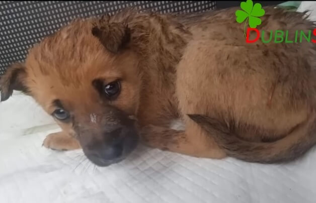 Grace going to the vet clinic