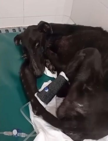 Koko in the vet clinic