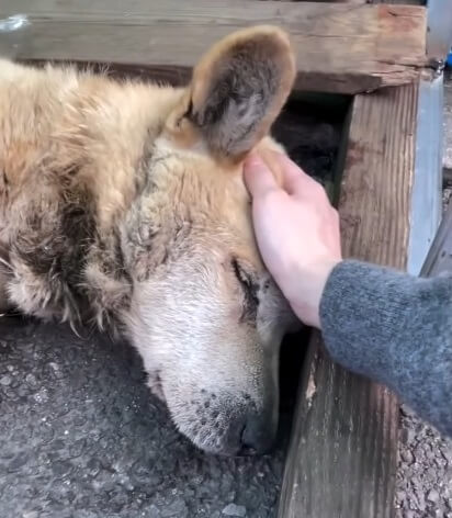 Lucky accepting touch