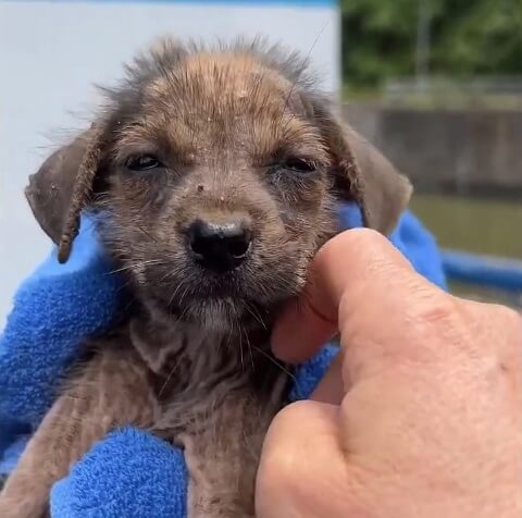  Lulu got picked up by the rescuers