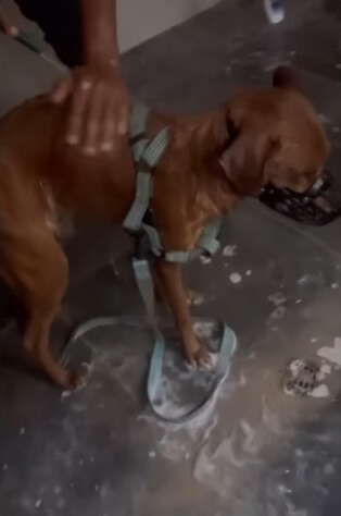 Maronsito getting a bath