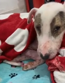 Maxi after medicinal bath