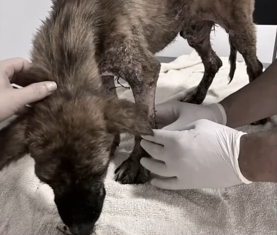 Pedrinho at the vet getting his treatment done