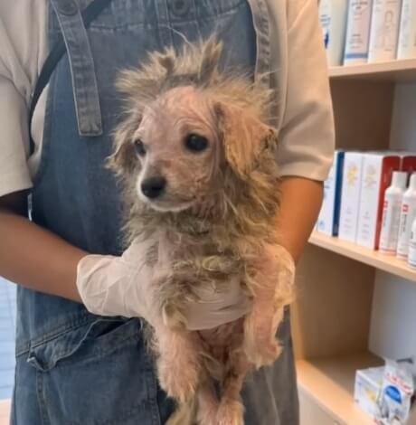 Pobi in the vet clinic